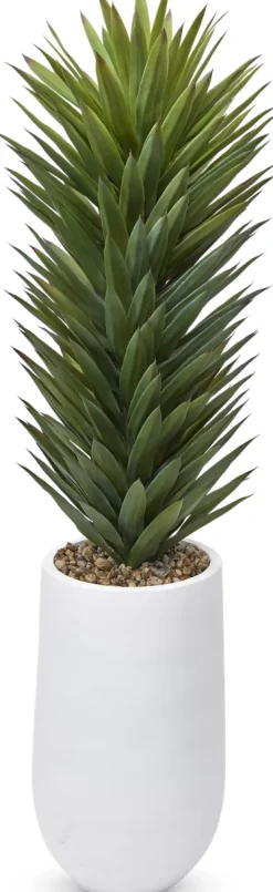 Havertys Agave Sisalana II Succulent Online