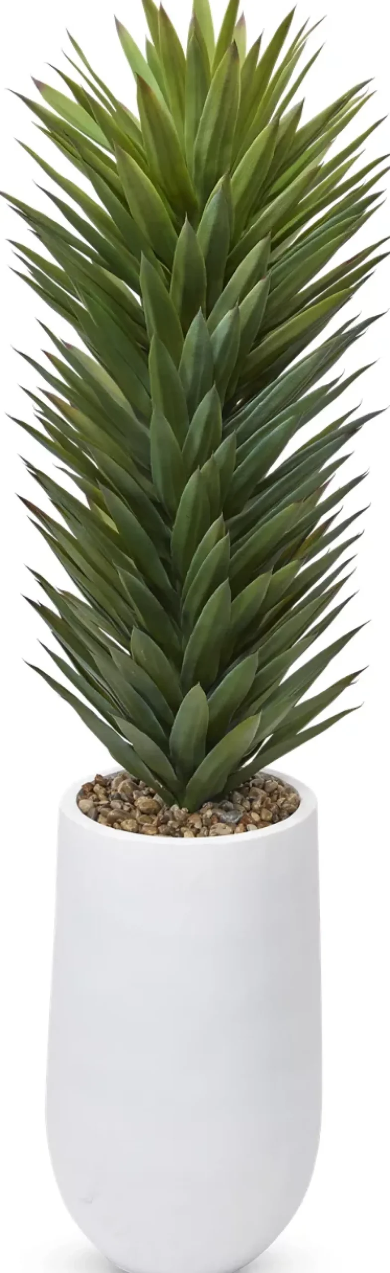 Havertys Agave Sisalana II Succulent Online