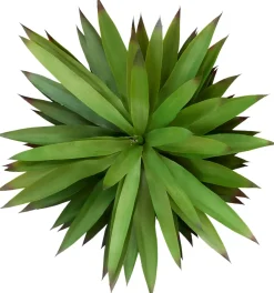 Havertys Agave Sisalana II Succulent Online