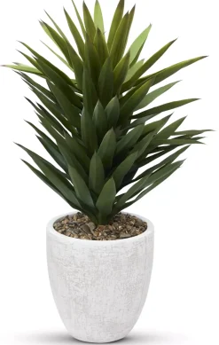 Havertys Agave Sisalana I Succulent New