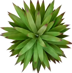 Havertys Agave Sisalana I Succulent New