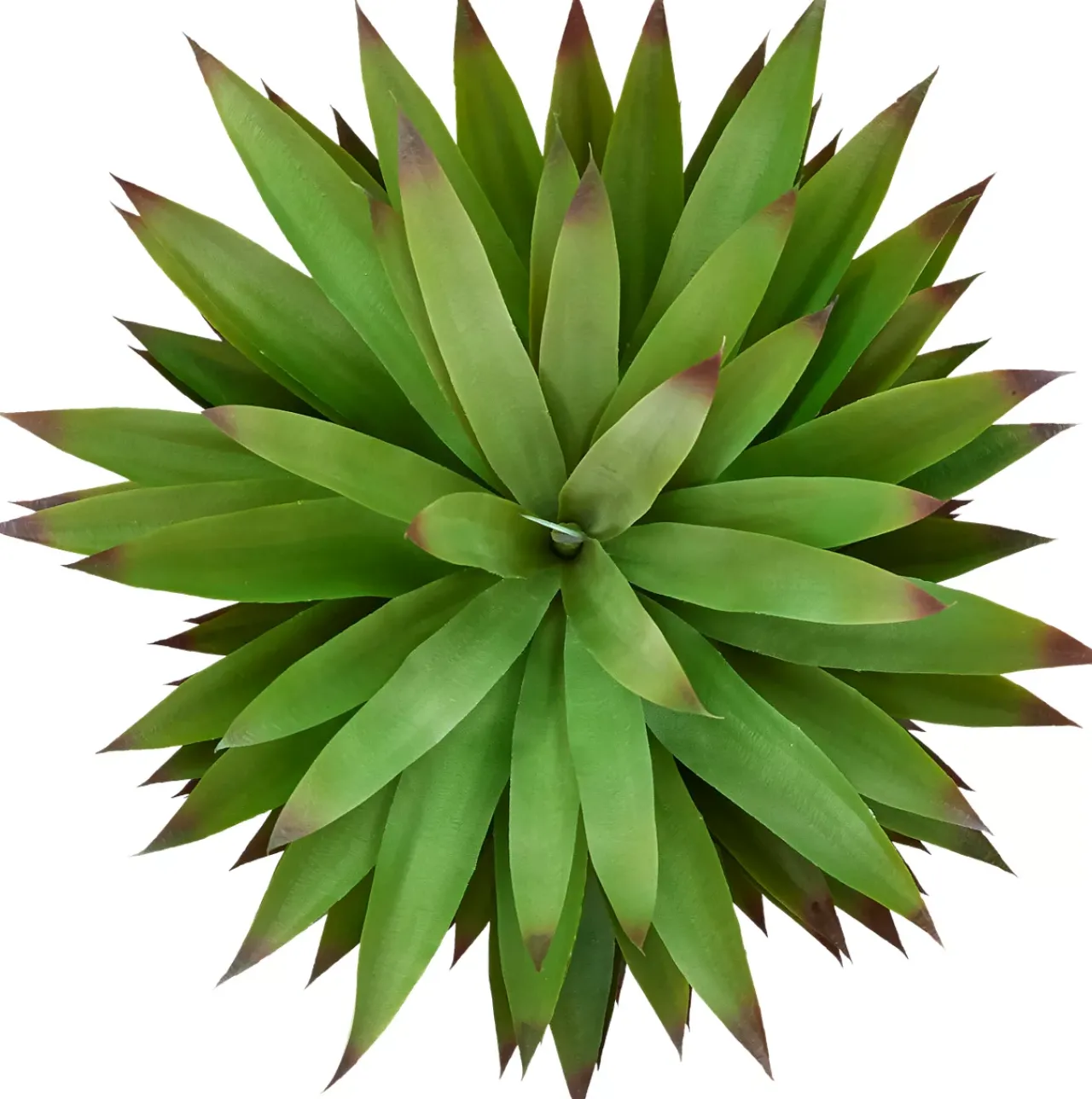 Havertys Agave Sisalana I Succulent New