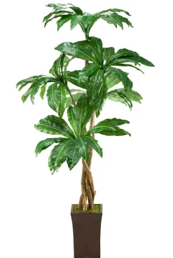 Havertys Bird's Nest Palm Tree Discount