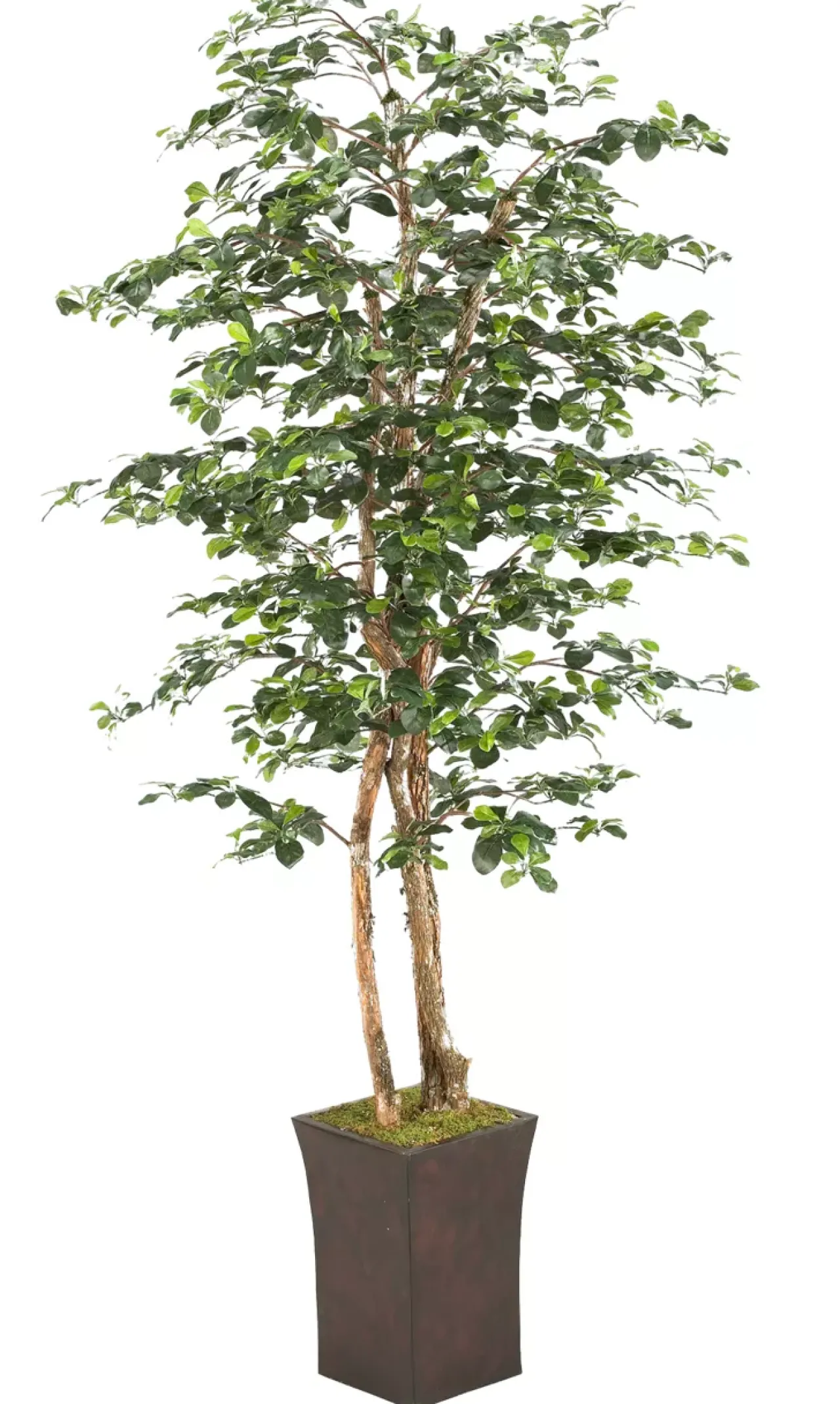 Havertys Black Olive Tree Hot