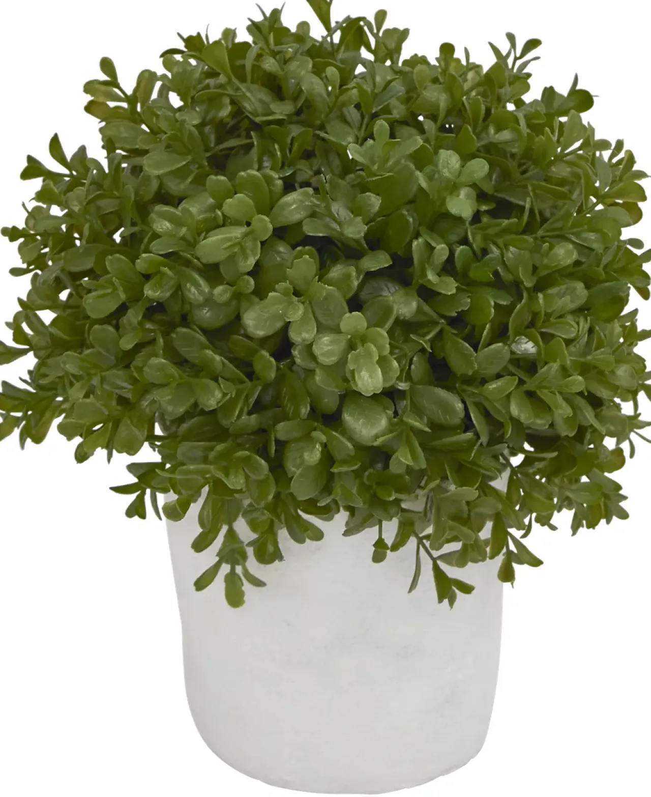 Havertys Boxwood Shrub Greenery New