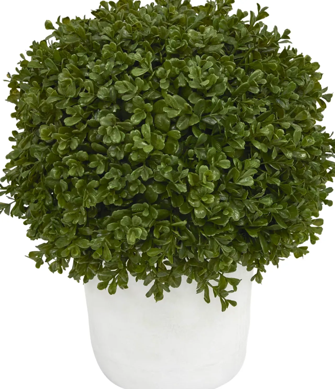 Havertys Boxwood Shrub Greenery New