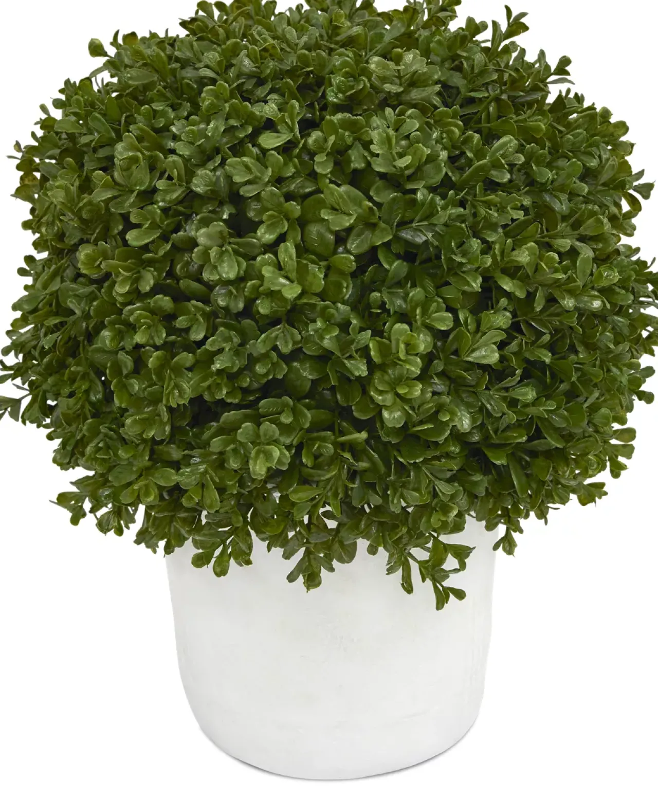 Havertys Boxwood Shrub Greenery New