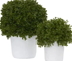 Havertys Boxwood Shrub Greenery New