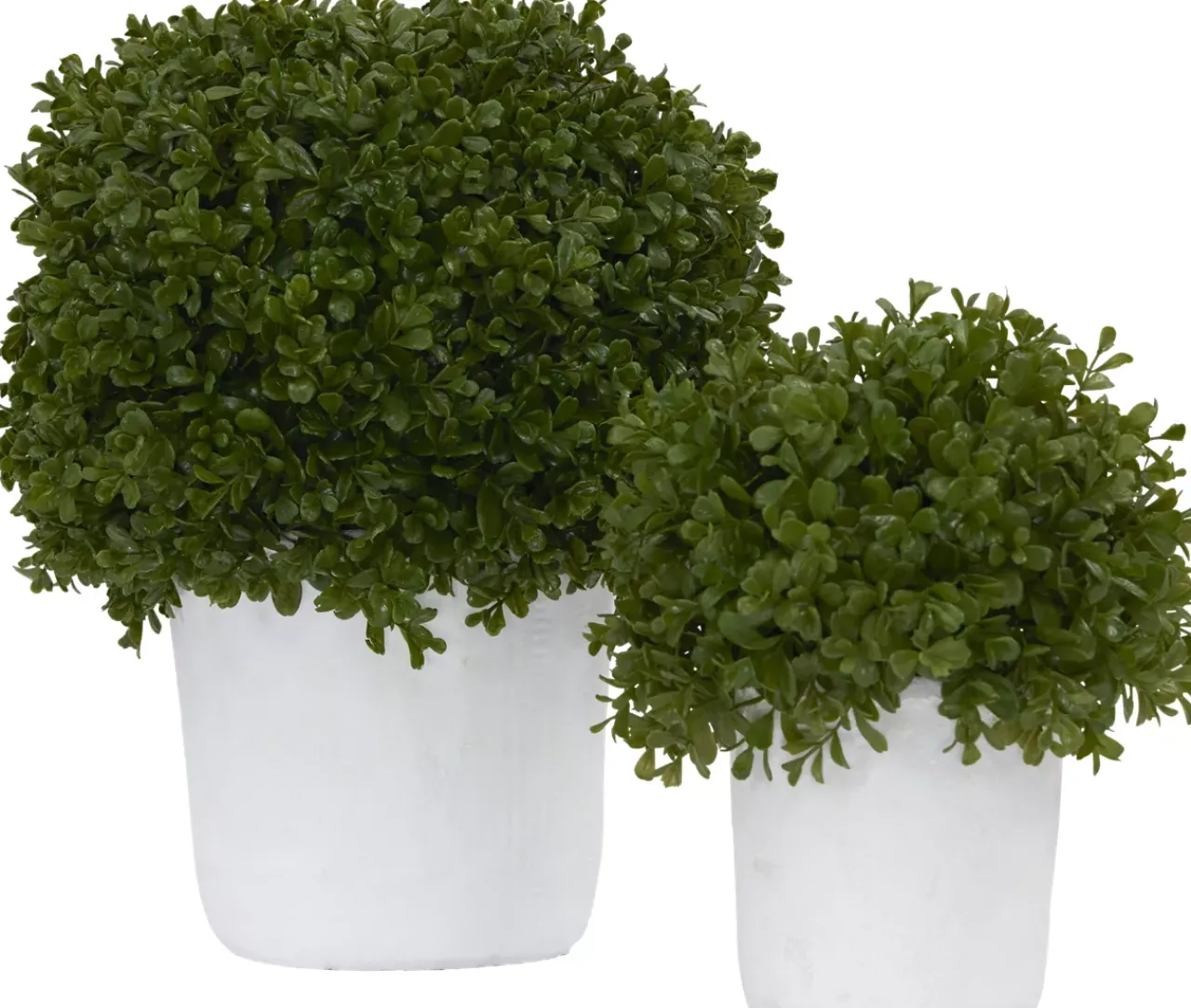 Havertys Boxwood Shrub Greenery New