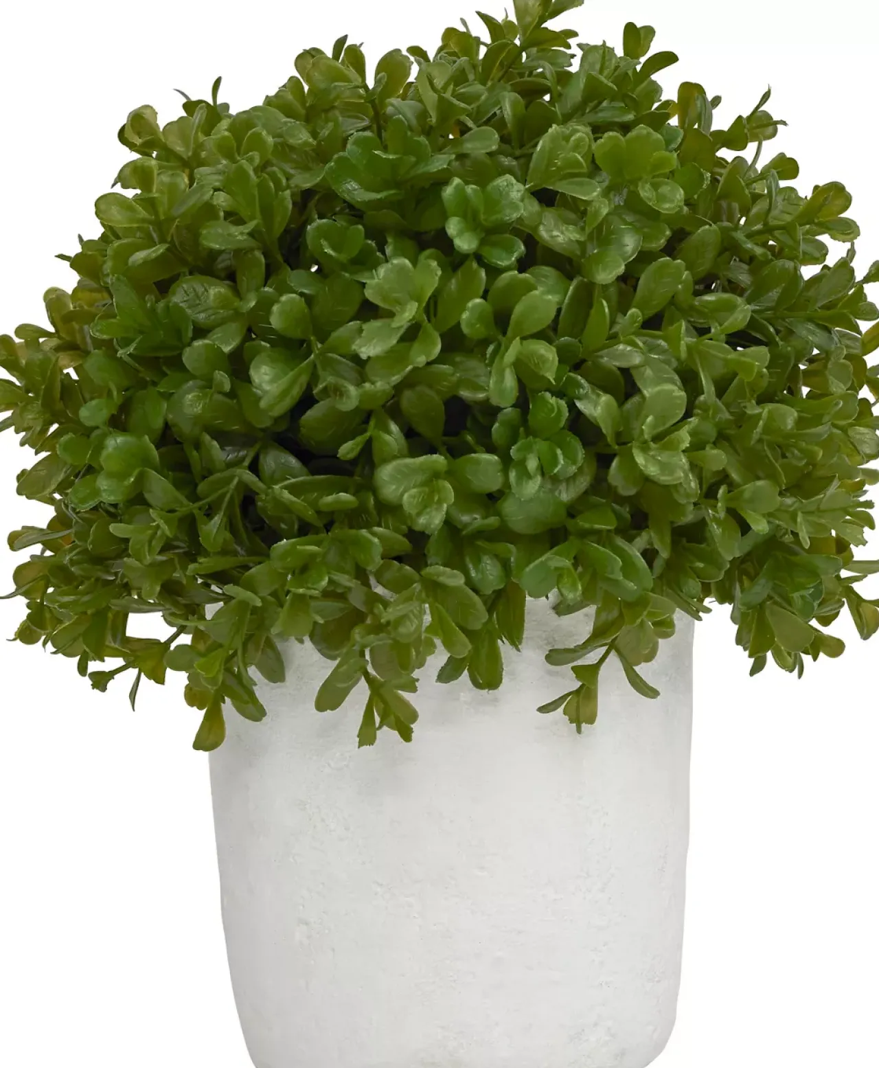 Havertys Boxwood Shrub Greenery New