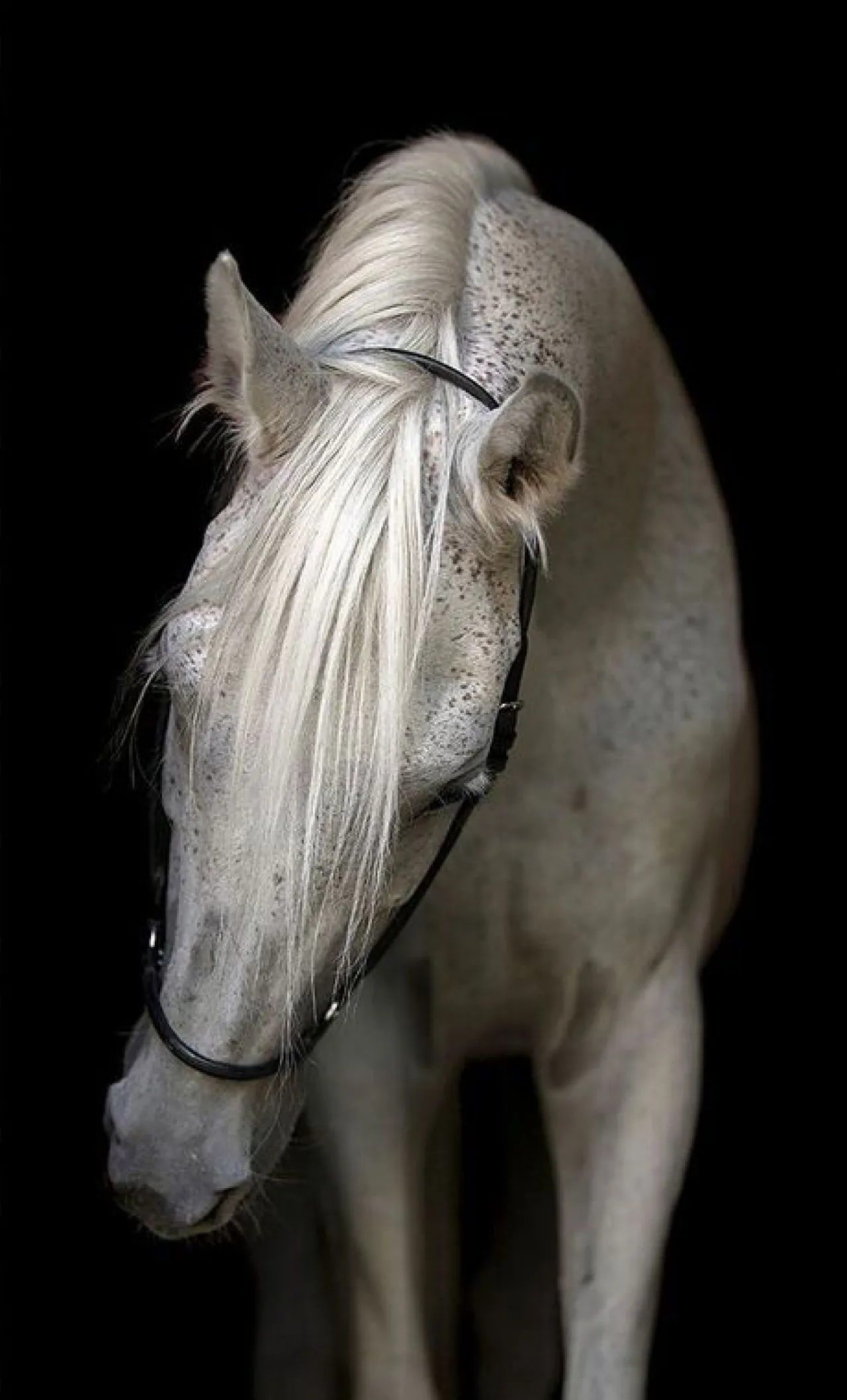Havertys Bridled Canvas Best