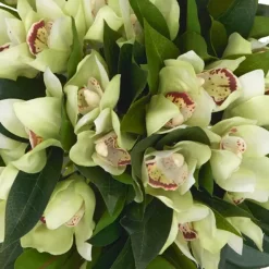 Havertys Cymbidium Floral Sale