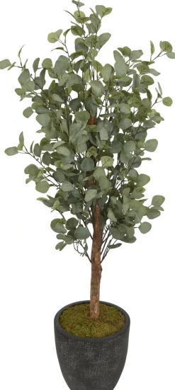 Havertys Eucalyptus Tree Best