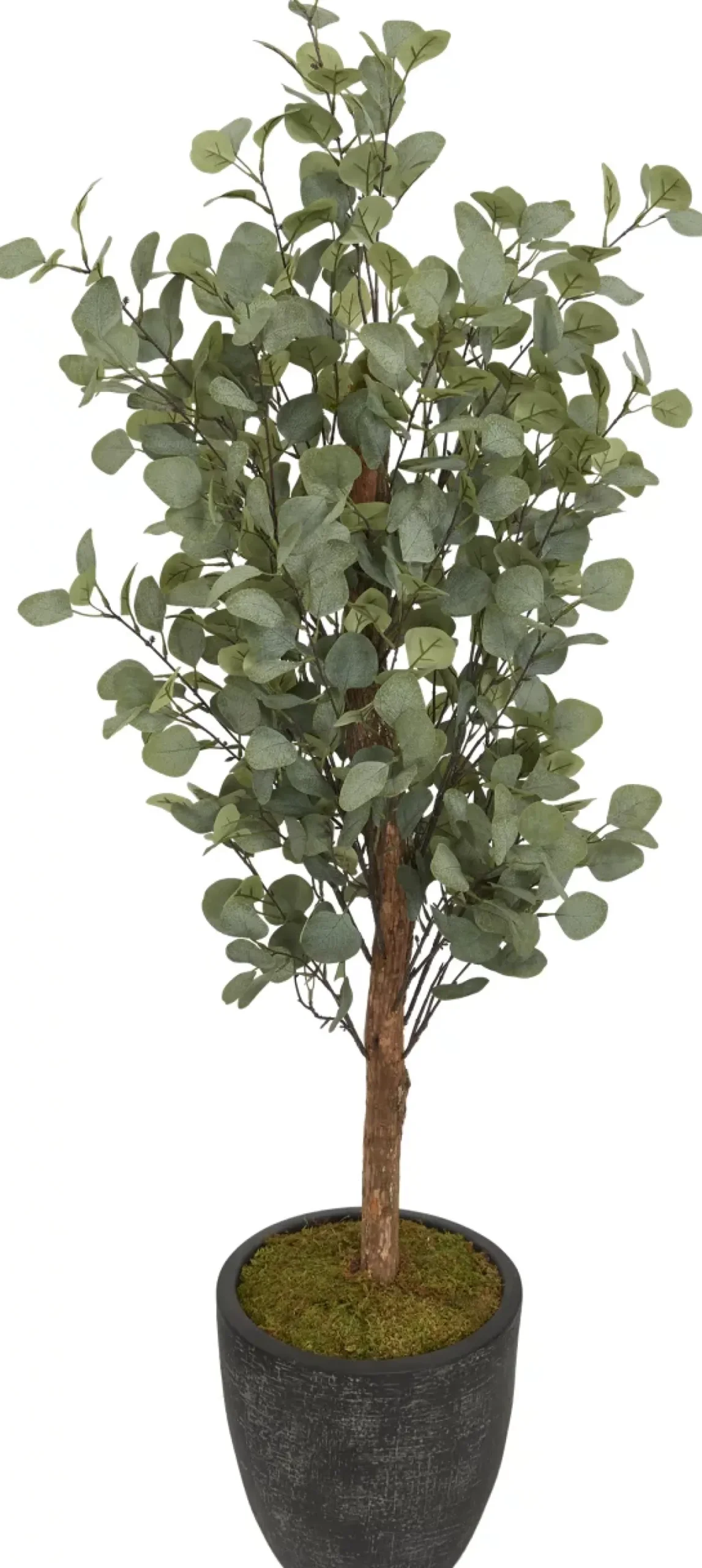 Havertys Eucalyptus Tree Best