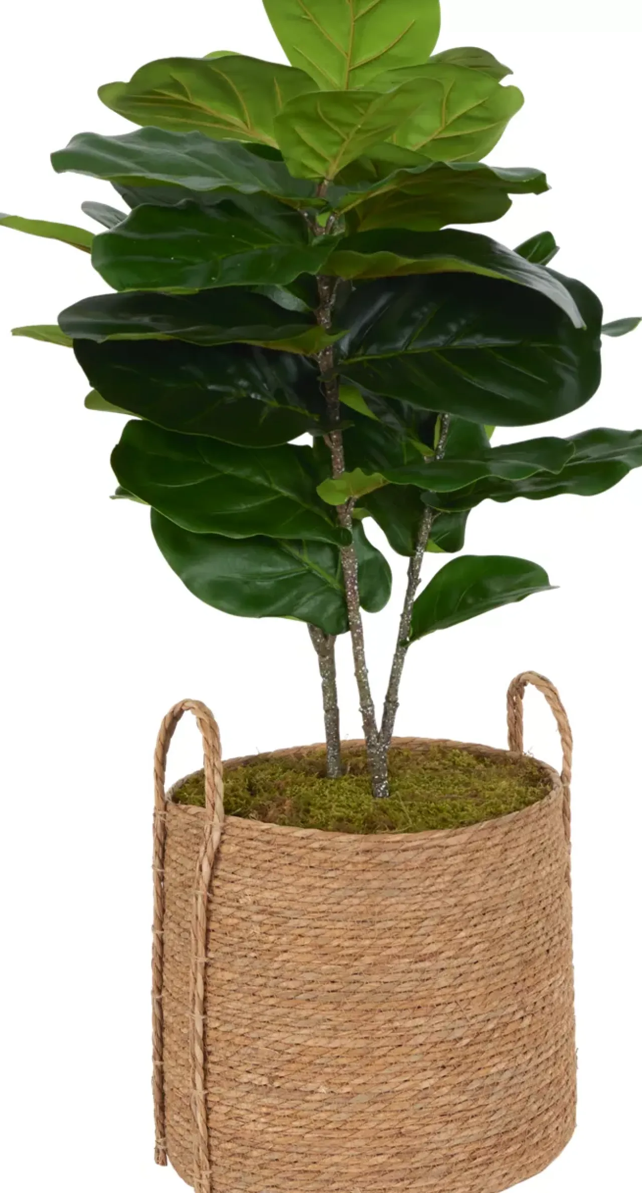 Havertys Fiddle Leaf IV Tree Hot