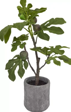 Havertys Fig Tree Sale