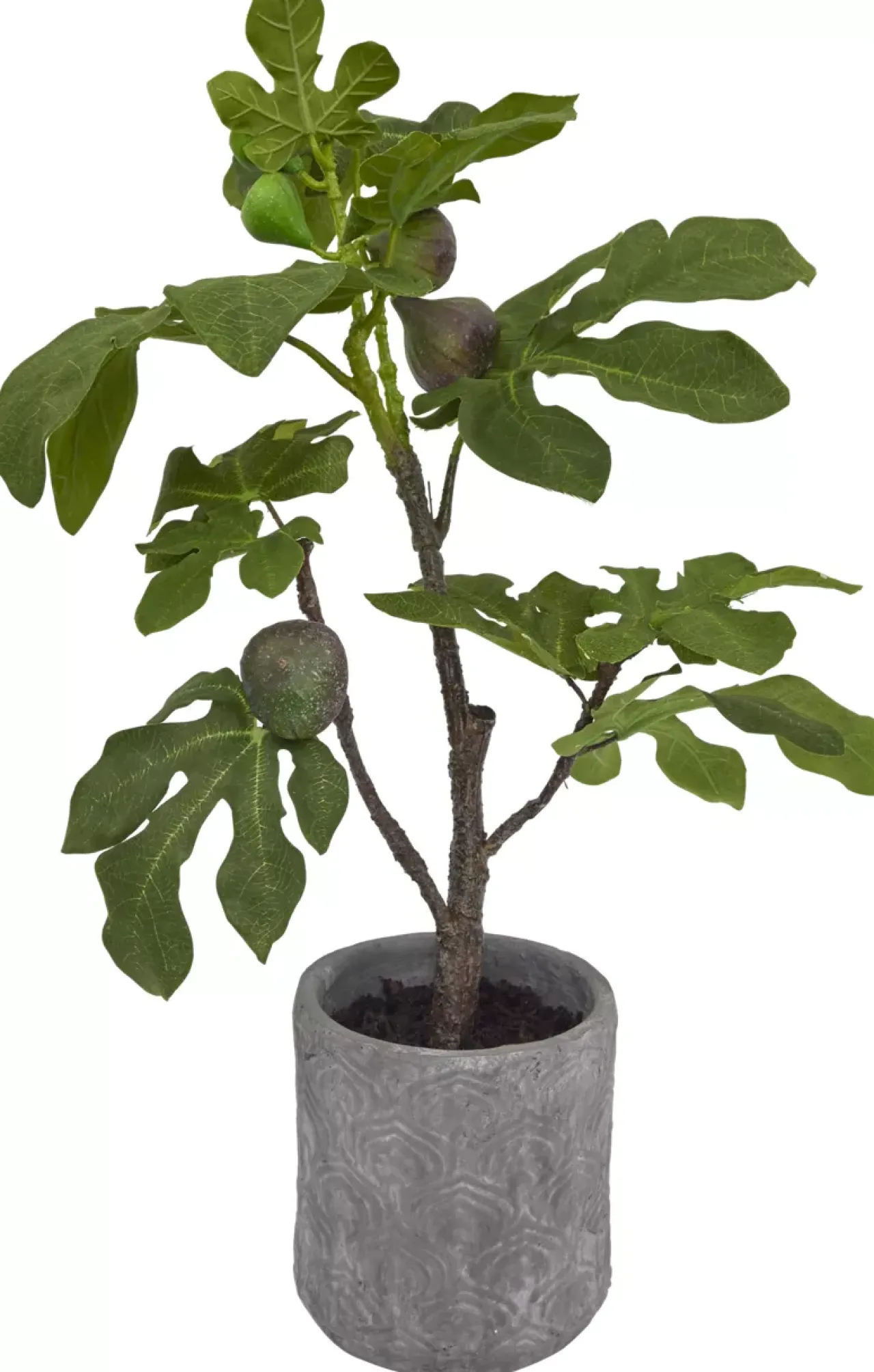 Havertys Fig Tree Sale