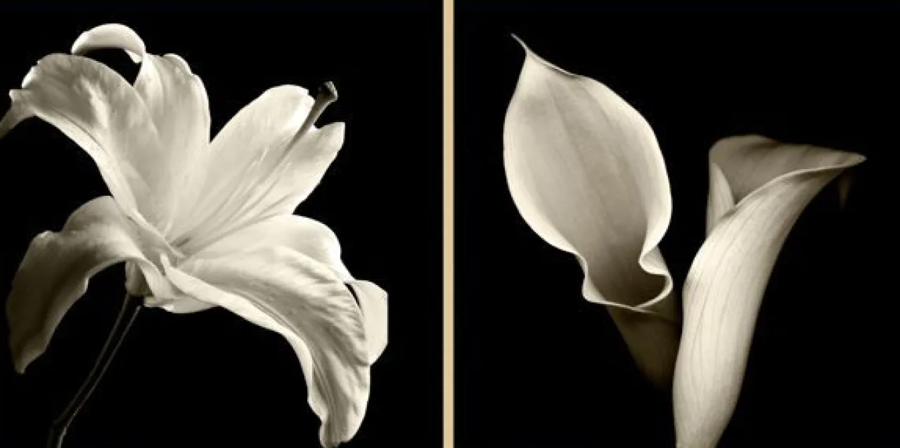 Havertys Floral Shadows Framed Art Clearance