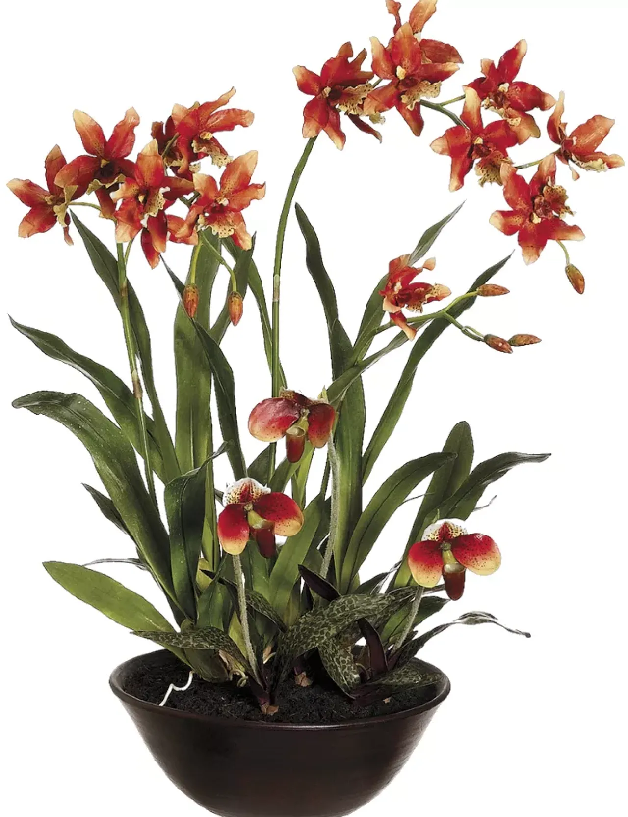 Havertys Lady's Slipper Floral Online