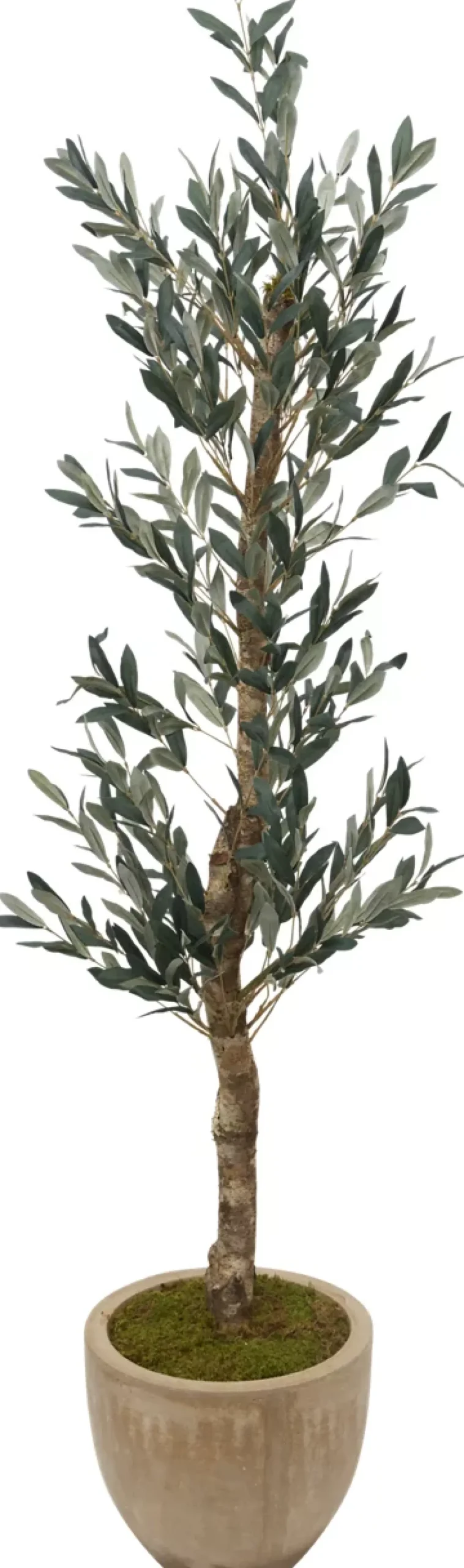 Havertys Olive II Tree Online