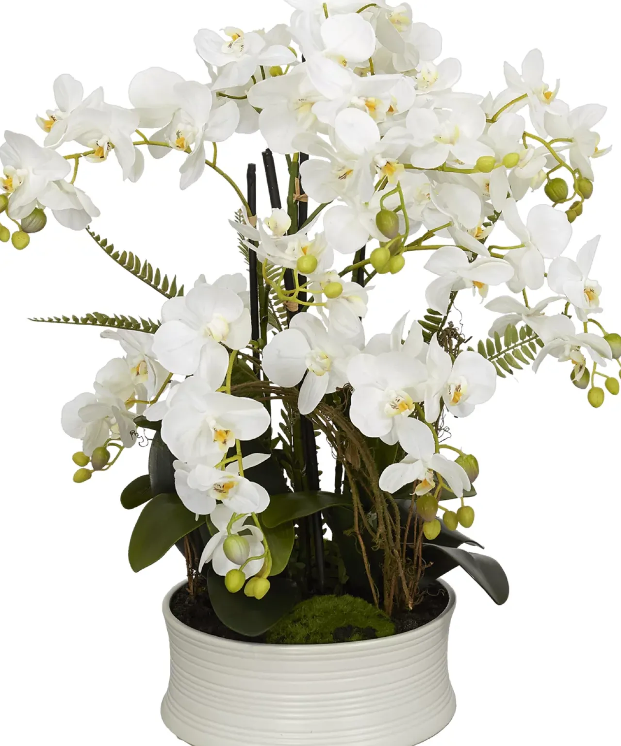 Havertys Orchid Floral Best