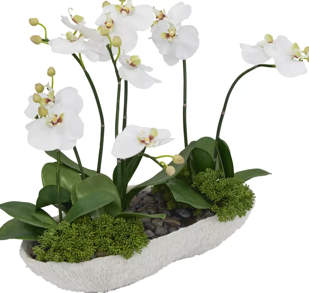 Havertys Orchid Skimmia Floral Clearance