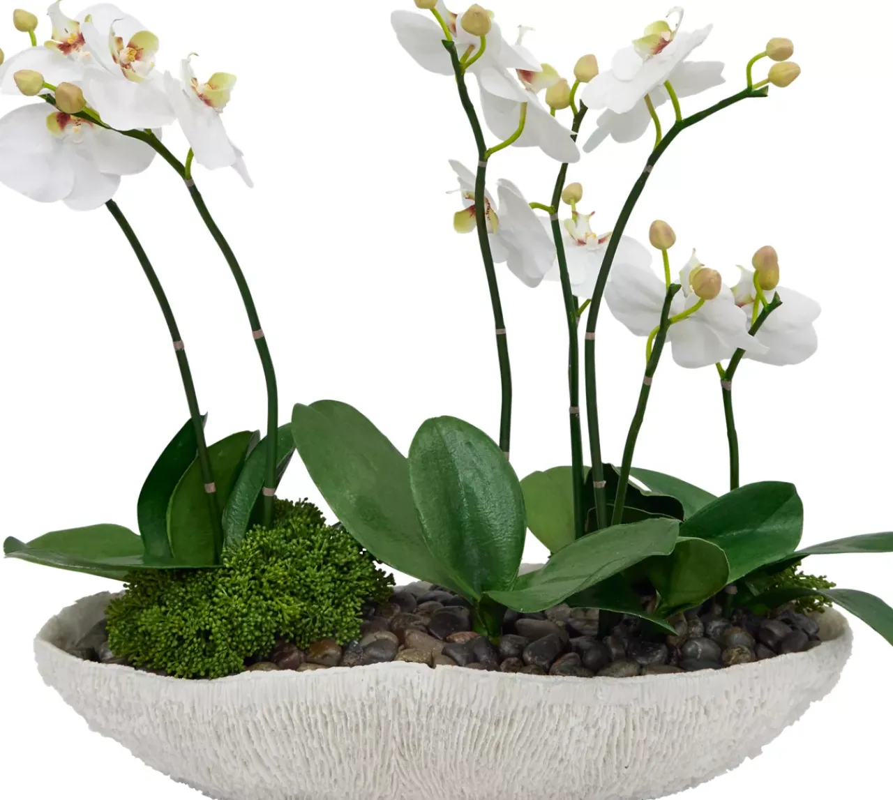 Havertys Orchid Skimmia Floral Clearance