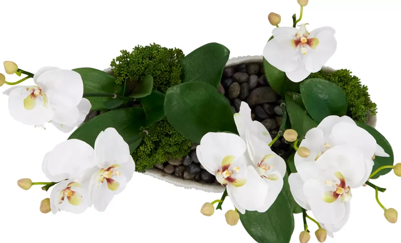 Havertys Orchid Skimmia Floral Clearance