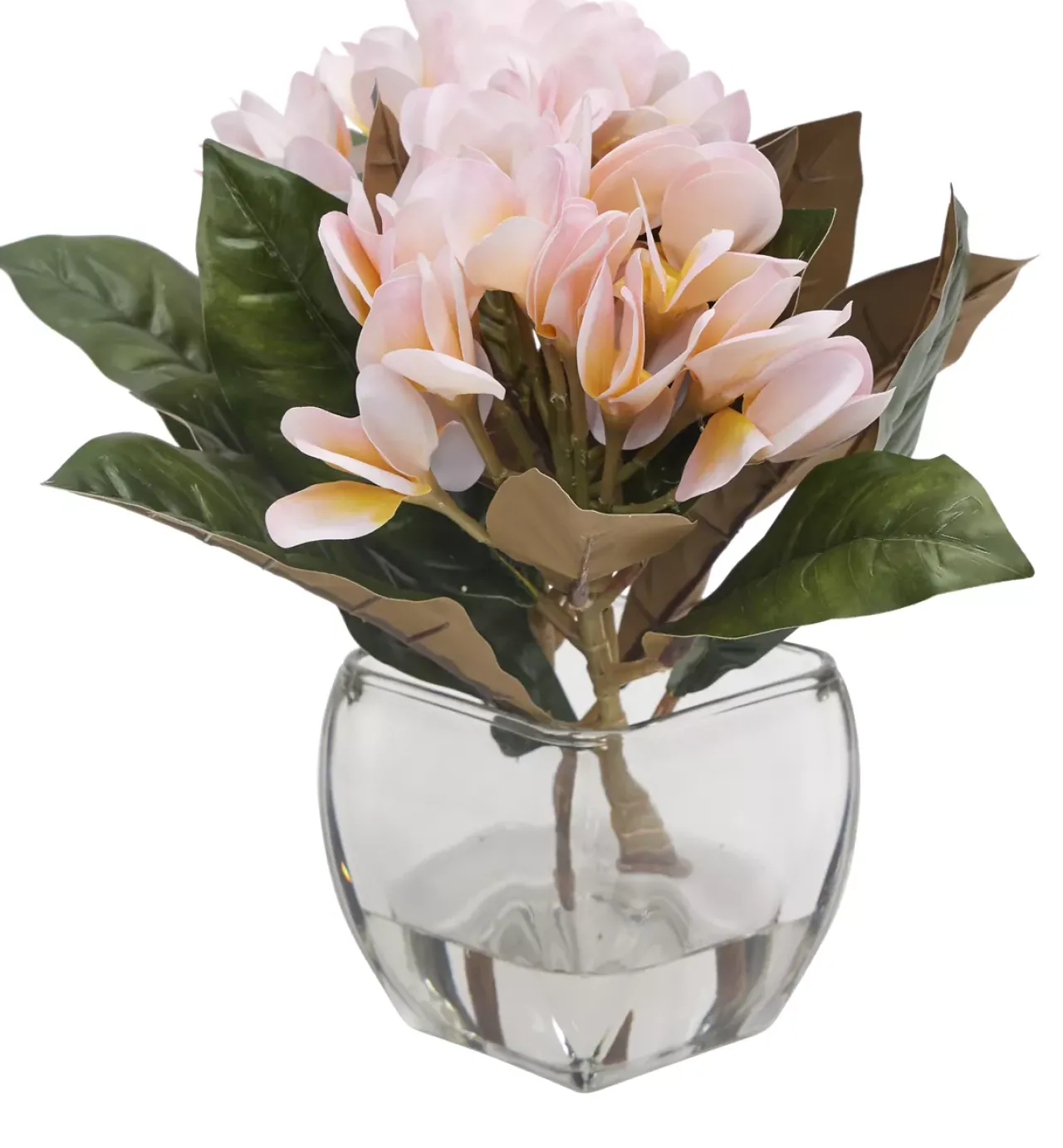 Havertys Plumeria Floral Online