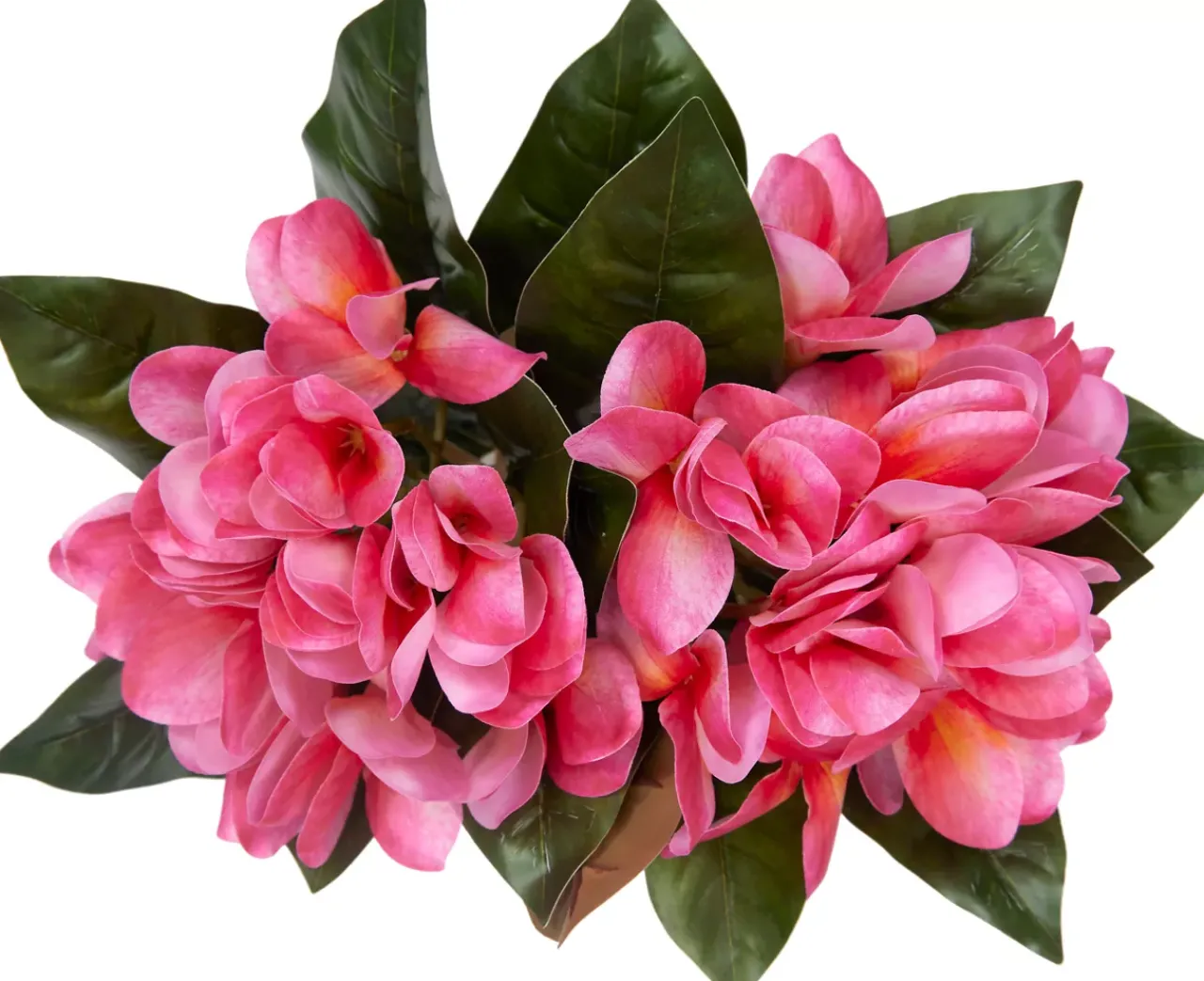 Havertys Plumeria Floral Online