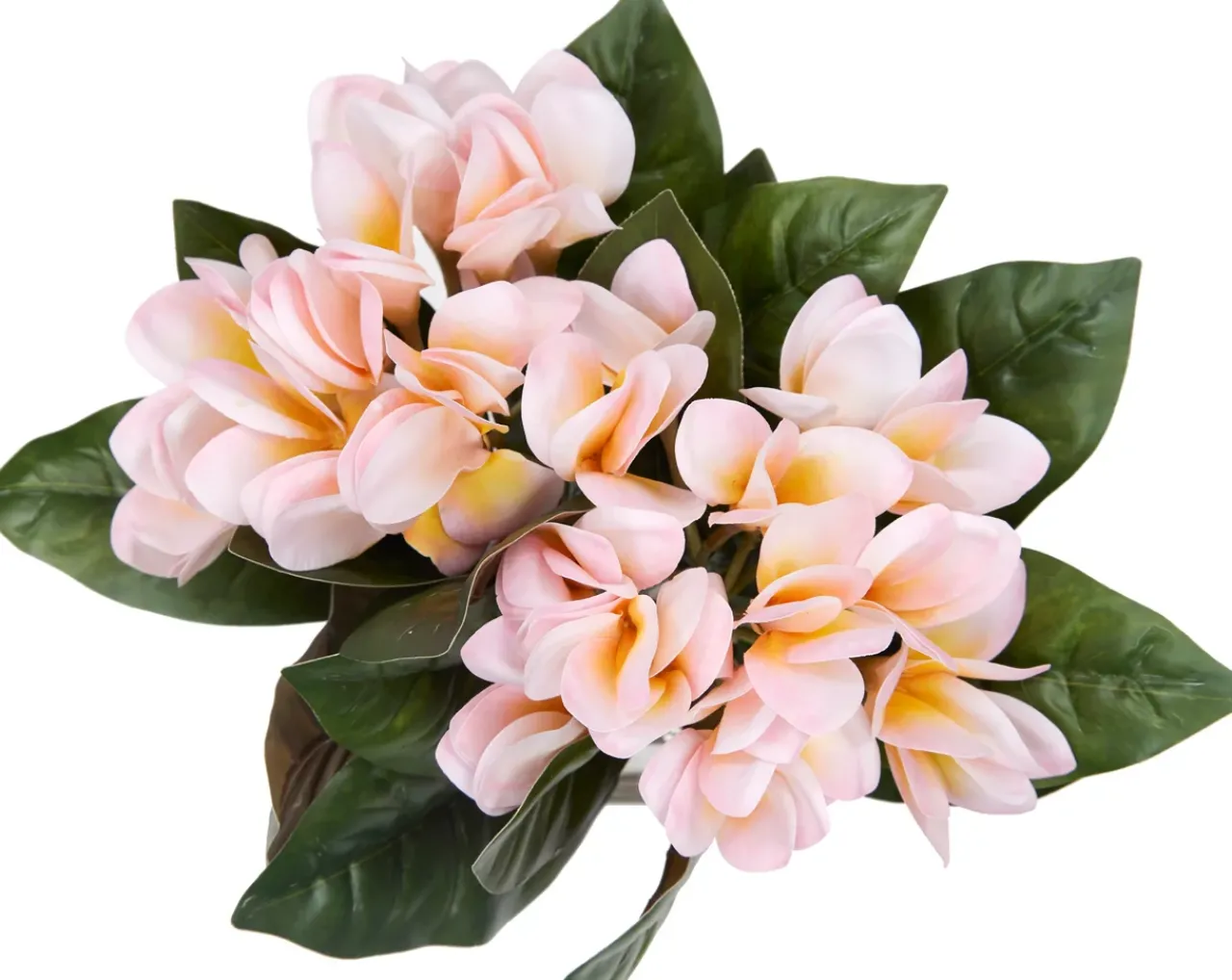 Havertys Plumeria Floral Online