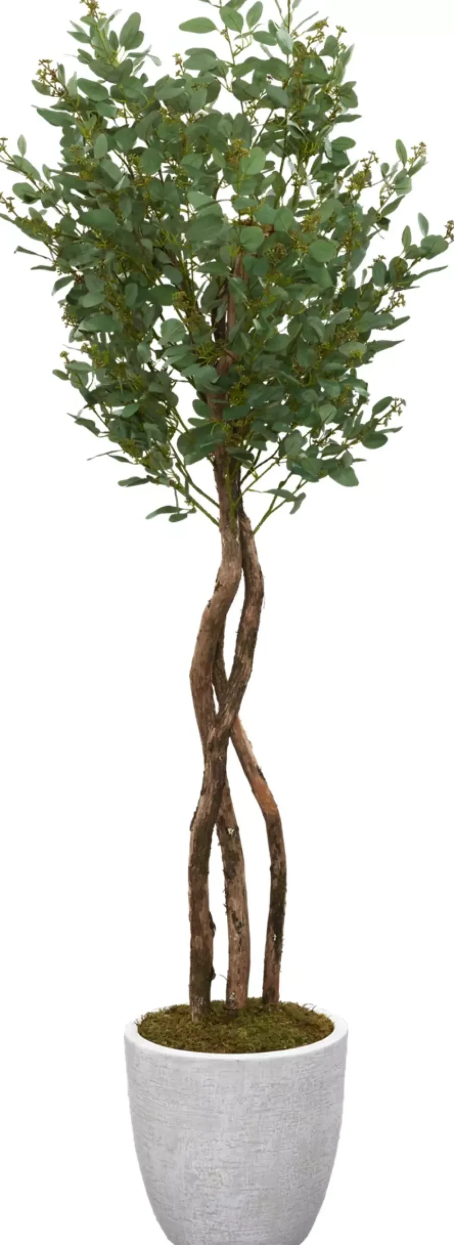 Havertys Poppel Spray Tree Outlet