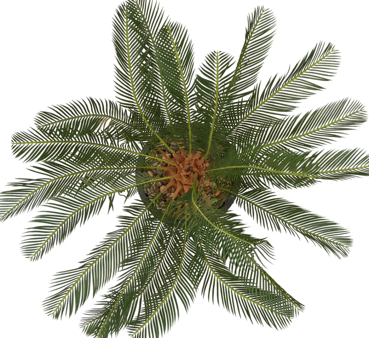Havertys Sago Cycas Tree Outlet