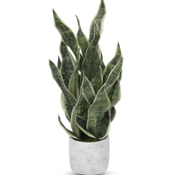 Havertys Sansevieria Greenery Discount