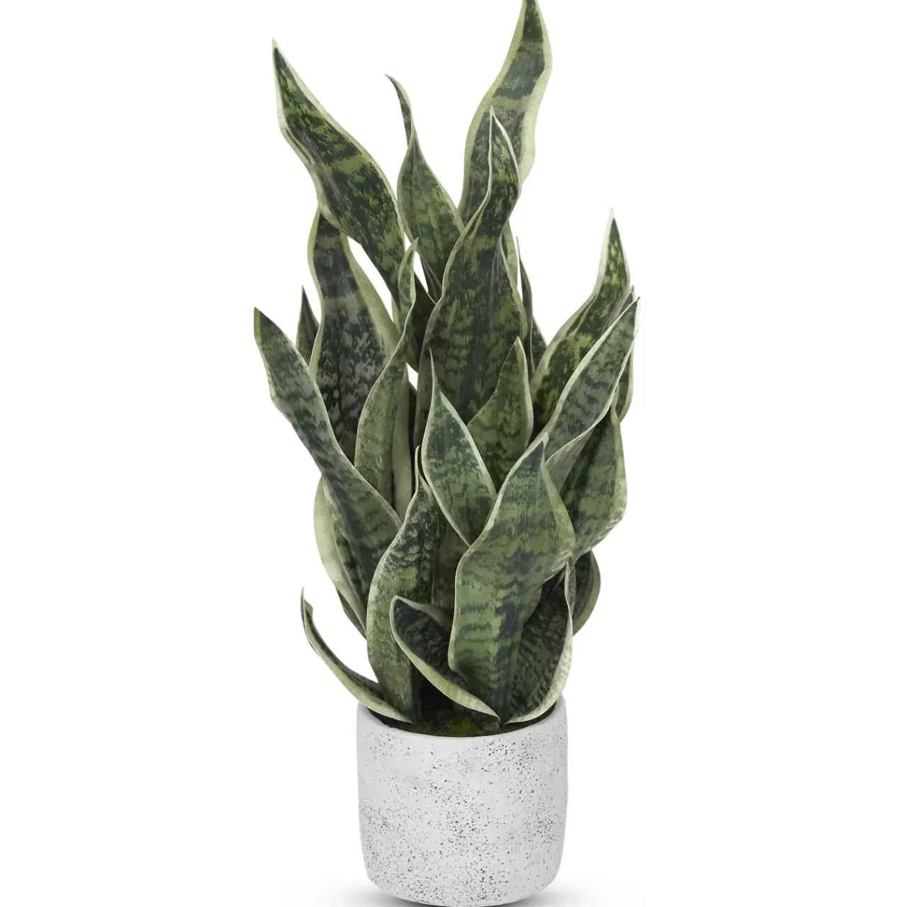 Havertys Sansevieria Greenery Discount