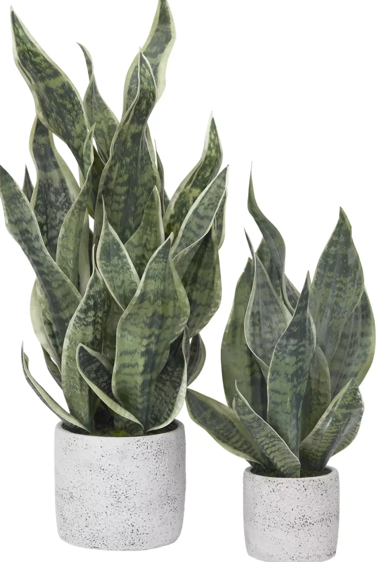 Havertys Sansevieria Greenery Discount