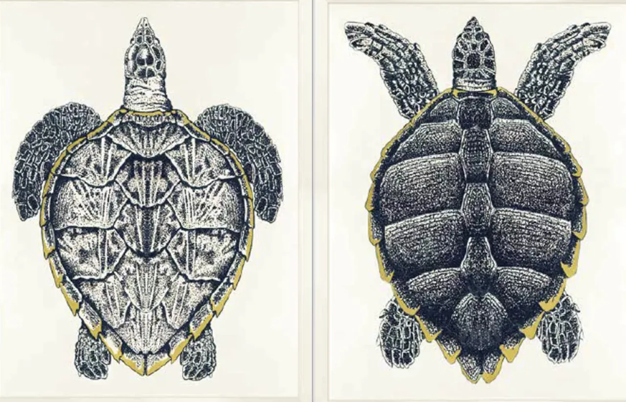 Havertys Sea Turtle Framed Art Discount
