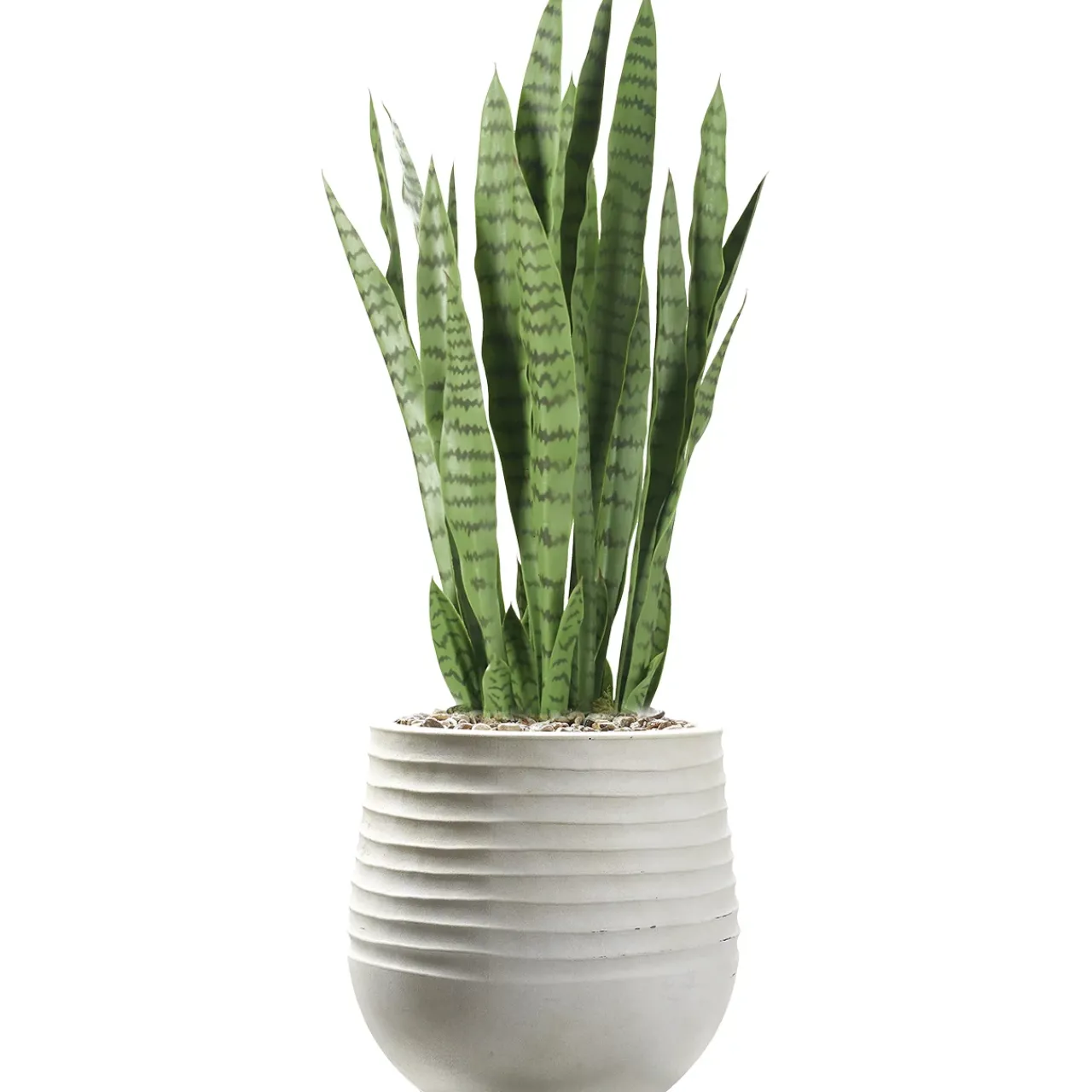 Havertys Snake Plant Arrangement New