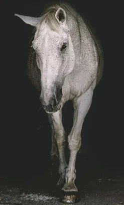 Havertys Spectral Stallion Wall Art Hot
