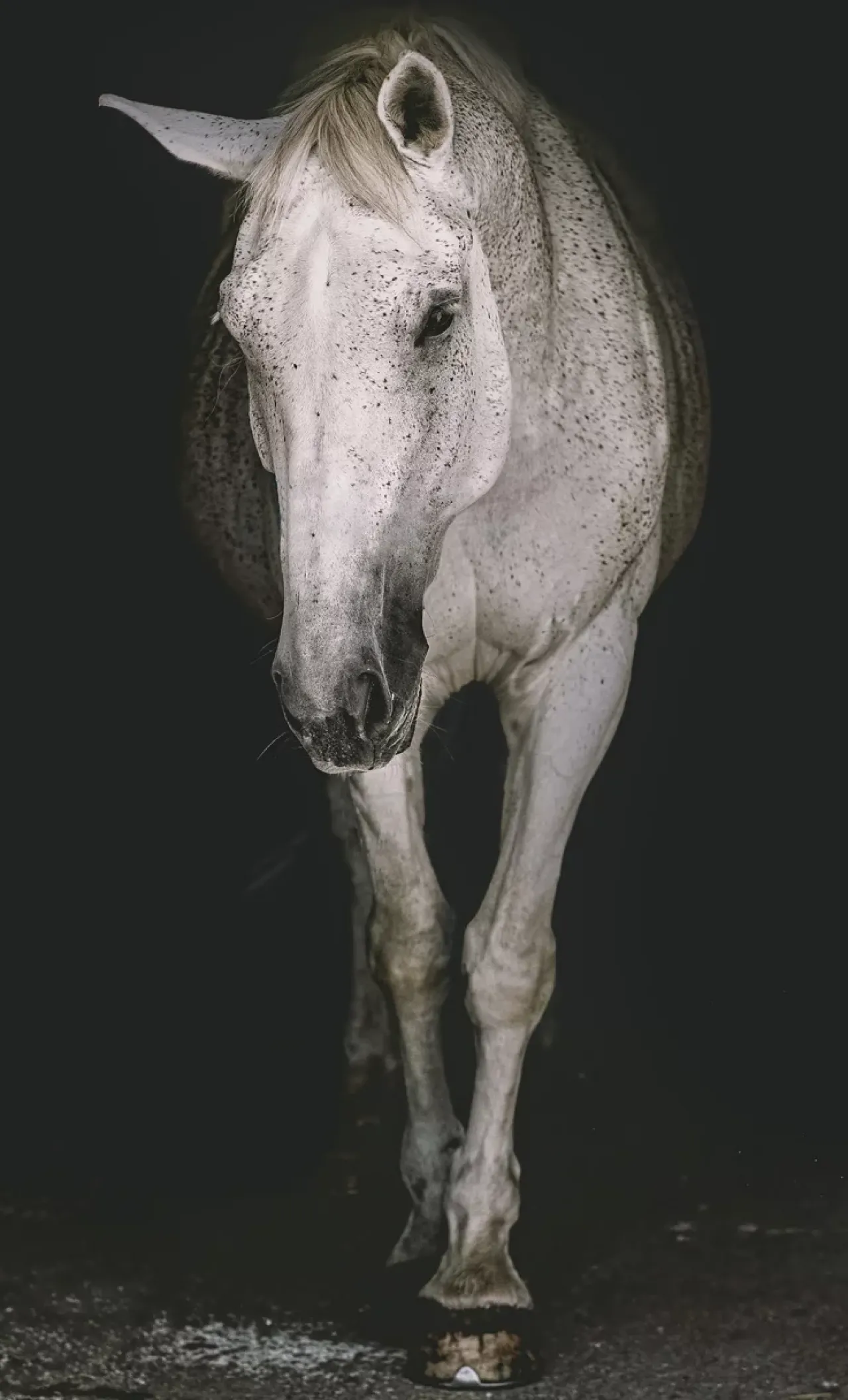 Havertys Spectral Stallion Wall Art Hot