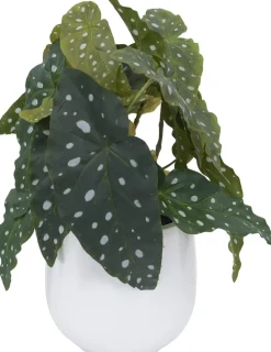 Havertys Spotted Begonia Greenery Sale