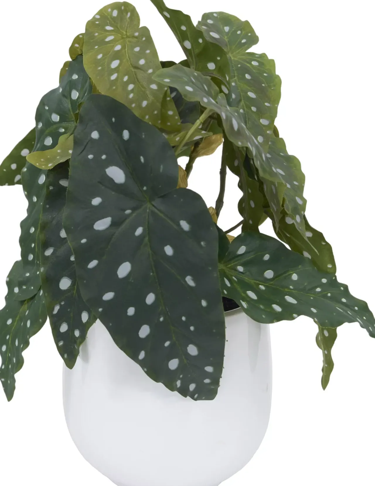 Havertys Spotted Begonia Greenery Sale