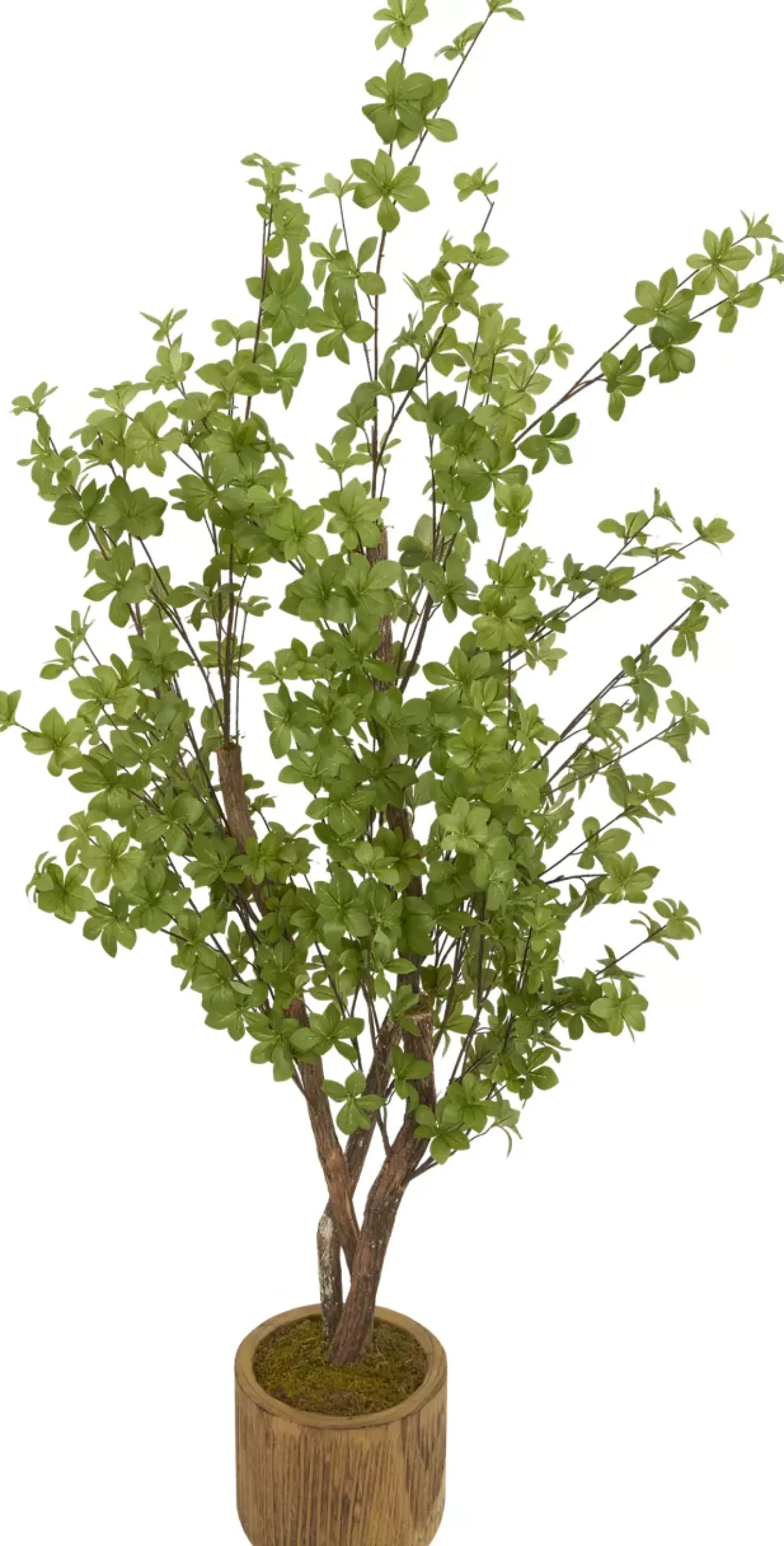 Havertys Star Tree Online