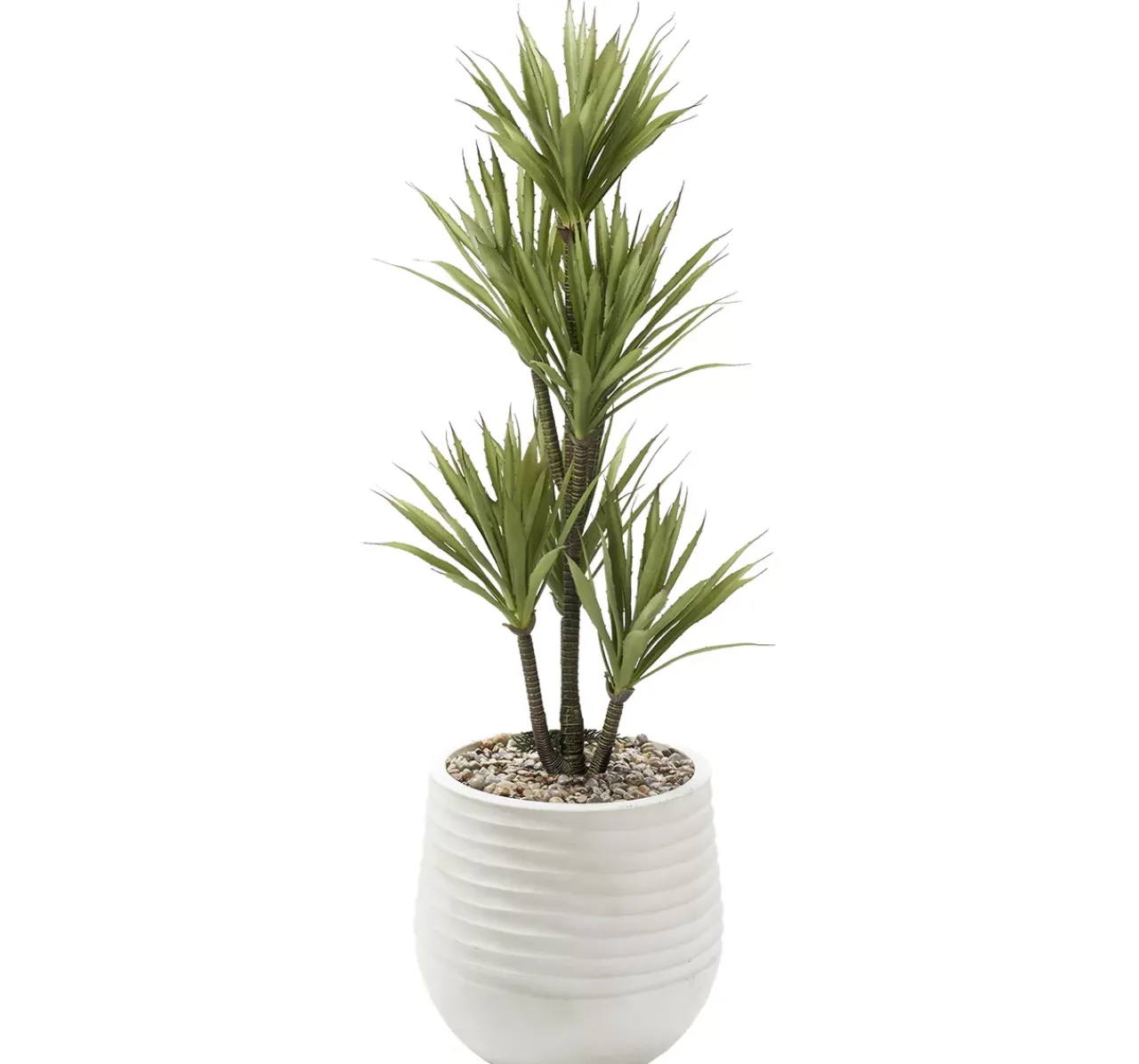 Havertys Yucca Tree Discount