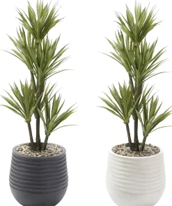 Havertys Yucca Tree Discount